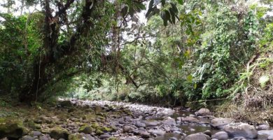 Consultar planilla de luz en pedro vicente maldonado